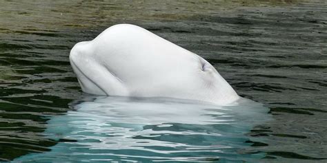 New Research Reveals Beluga Whale Social Networks Plants