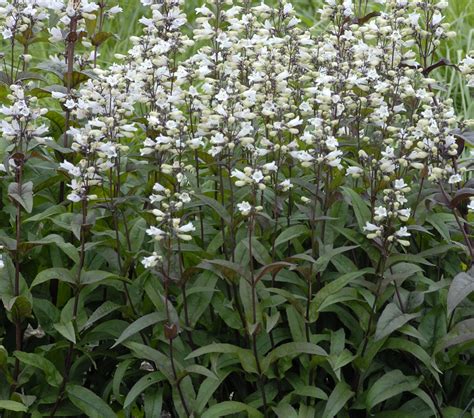 Red and white flowers plant. HUSKERS RED penstemon | Perennial plants, Plants, Perennials
