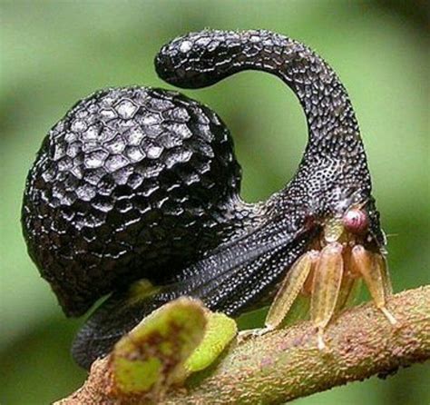 Peruvian Armoured Thorn Bug Animales Locos Insectos Raros Insectos