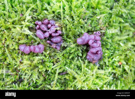 Fungus Jelly Drops Ascocoryne Sarcoides Also Named Purple Jellydisc