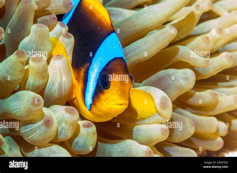 Red Sea Anemonefish Amphiprion Bicinctus Red Sea Anemonefish Amongst