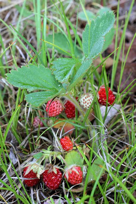 Wild Strawberry Plants Poisonous The Hippest Pics