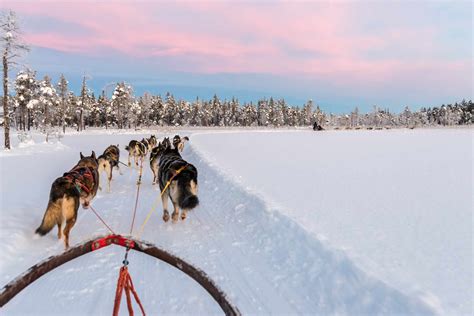 5 Destinations For Dog Sledding Tours Around The World