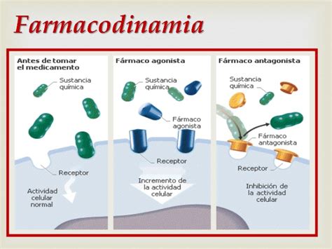 Farmacodinamia mapa conceptual Guía paso a paso