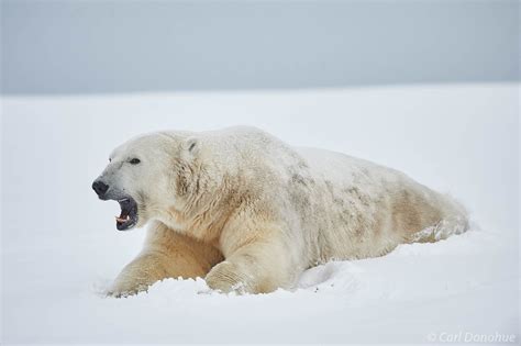 Polar Bear Lying In Fresh Snow Alaska Anwr Carl Donohue Photography