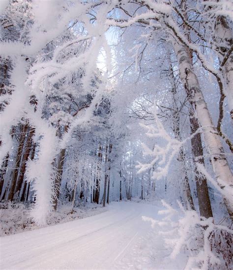 Snow Winter Forest Пейзажи Фотографии природы