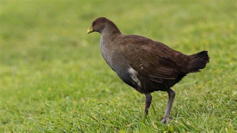 The Turbo Chook Tasmanias Native Hen Tasmanian Times