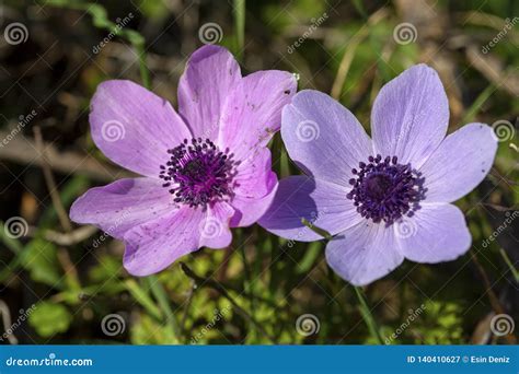 Spring Season Wild Flower Anemone Anemone Coronaria Stock Image