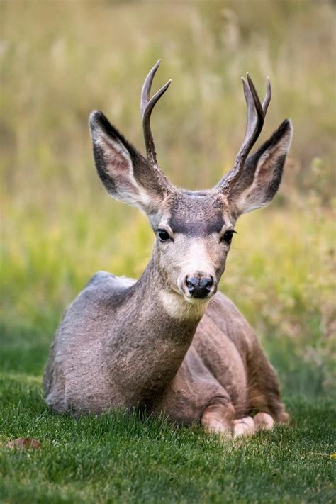 Deer Horn Free Stock Cc0 Photo