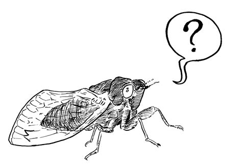 Cicada Cartoon Question Mirror Geauga Park District