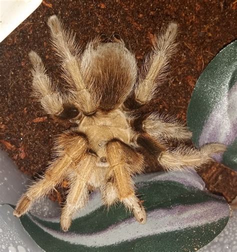 A 20 gallon tank is a suitable home for the mexican red knee tarantula. Aphonopelma-chalcodes-for-sale