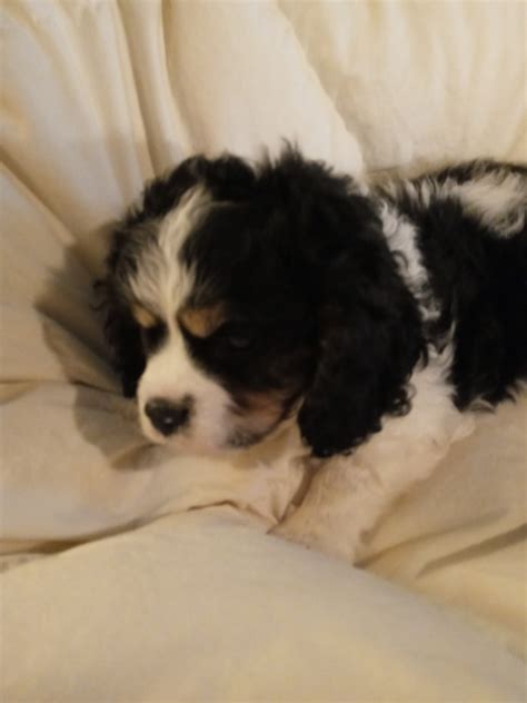 Beagle dog breed information, pictures, care, temperament, health, breed history, puppy pictures. Cavalier King Charles Spaniel Puppies For Sale | Rochester ...