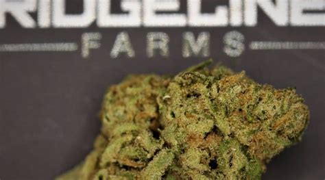 Strain Review Pink Rozay By Ridgeline Farms The Highest Critic