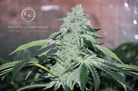 It is perfect for relief from anxiety,. Tropic Lightning from Ocean Grown Seeds | strains.io | cannabis marijuana strain info