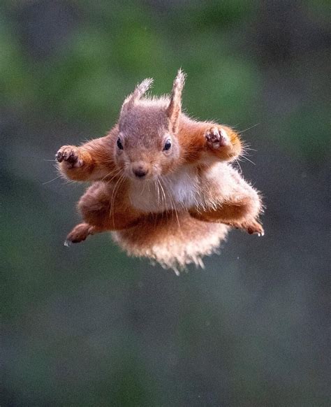 Flying Red Squirrel Alert 🚨 This Energetic Chappy Was Photographed In