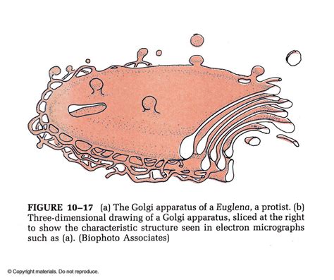 Golgi Apparatus Drawing at GetDrawings | Free download