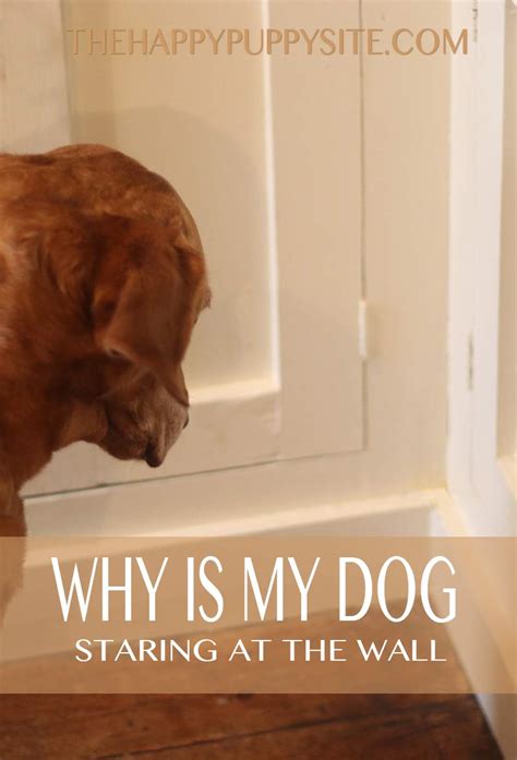 While at a friend's house i saw his cat sit facing the wall and just stare! Why Is My Dog Staring At The Wall - A Guide To Wall ...