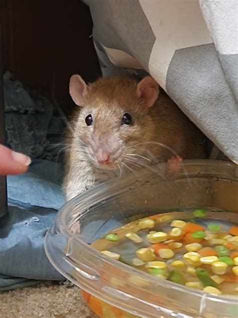 sudden hind limb degeneration : r/RATS