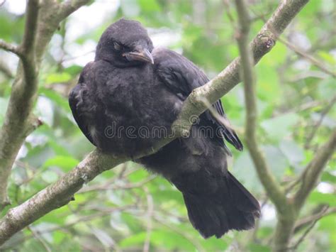 Sleeping Crow Stock Photos Free And Royalty Free Stock Photos From