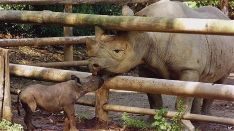 western black rhino declared extinct bbc news