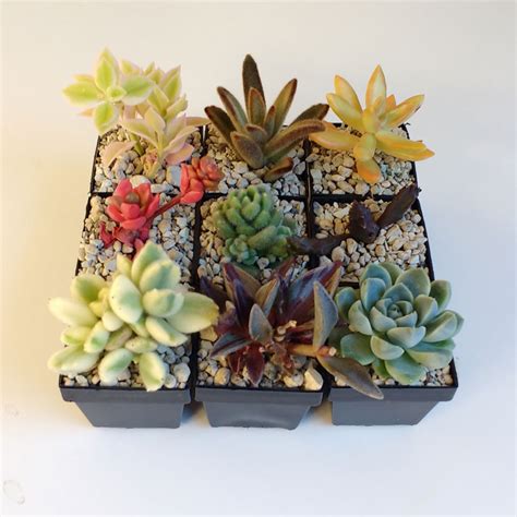Mini Cactus And Succulent Pot