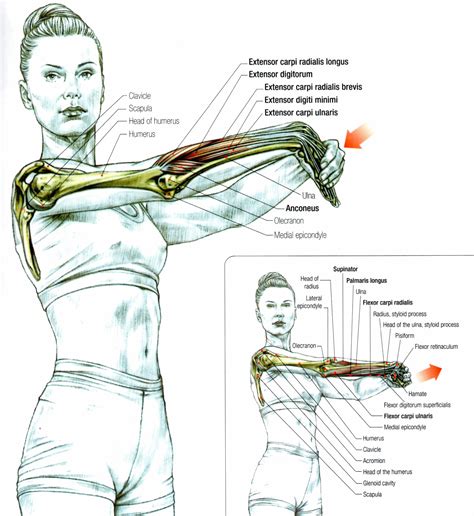 Forearms Stretch Yoga Anatomy Anatomy Forearm Muscles