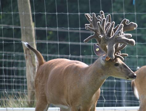Whitetail Deer For Sale Buy Bred Does Open Does Breeder Bucks