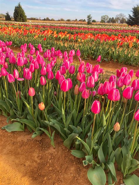 Texas Tulips Always Up For An Adventure