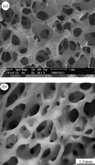 A Macrostructure Of Porous Titanium Alloy B Cancellous Bone