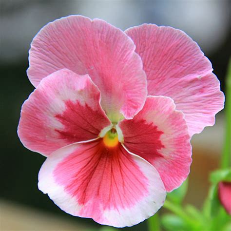 Pink Pansy Mix Color Wavy Viola Flower Seeds In 2021 Pansies Flowers