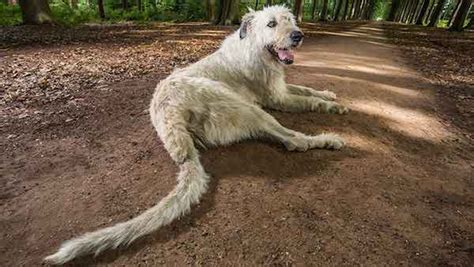 What Breed Of Dog Has A Long Tail
