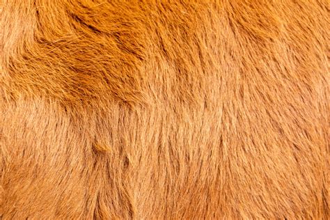 Cow Fur Background Free Stock Photo Public Domain Pictures