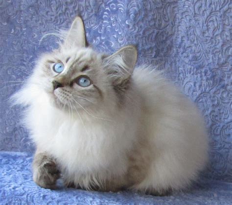 Ragdoll Siberian Cats Kittens For Sale From Kitty Land Kittens
