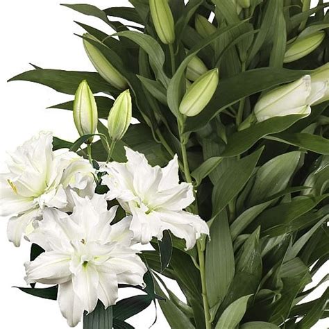 LILY ORIENTAL ROSELILY ARETHA 85cm Wholesale Dutch Flowers Florist