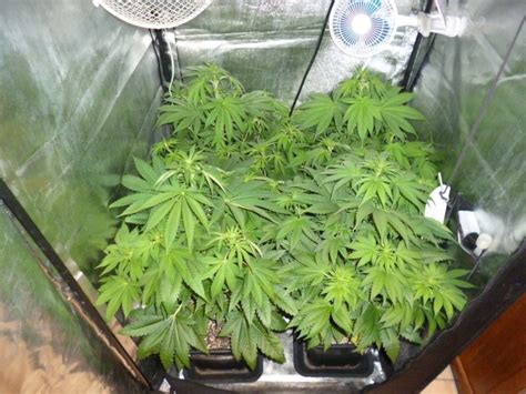 Non è penalmente punibile chi in casa coltiva piantine di marijuana per uso personale: Marijuana in salotto - Guida alla coltivazione fai da te ...