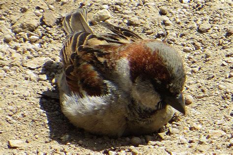 Wild baby birds face many challenges to get to adulthood. How and Why Birds Take Dust Baths