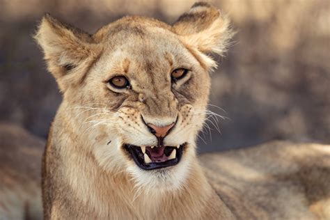 Founded in 2012, we malaysia #clientworkshowcase: Lion Conservation Strategies and Plans | CMS