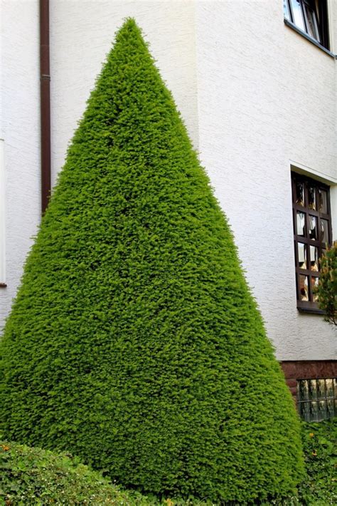 Über nadelgehölze gibt es mehr zu erfahren, als man denkt. Nadelgehölze (Koniferen) für den Steingarten | Garten Wissen