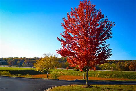 Autumn Flame Red Maple For Sale The Tree Center
