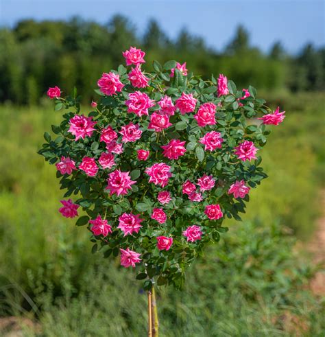 Pink Double Knock Out Rose Tree Plantingtree