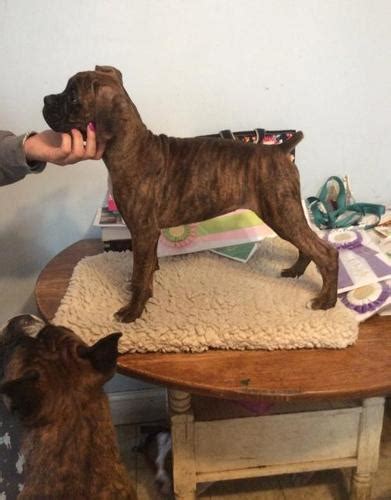 The dog was found off van zile road on tuesday and henderson is hoping to reunite the pup … Boxer Puppy for Sale - Adoption, Rescue | Female Boxer Puppy Adoption in Brick NJ | 4886396649 ...