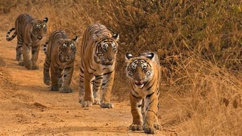 The Tigress Gave Birth To Four Cubs In Ranthambore National Park Ranthambore National Park