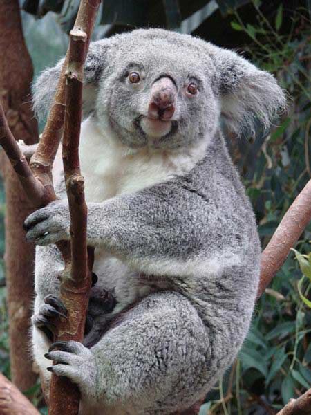 For How Long A Female Koala Can Give Birth To The Koala Joeys