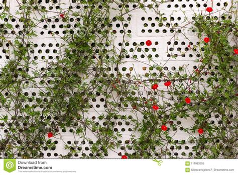 Climbing Plant With Red Flowers On White Brick Wall Stock Image Image