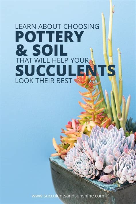 Succulents For Beginners Part 2 Succulents And Sunshine How To
