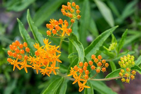 Butterfly Weed Plant Care And Growing Guide