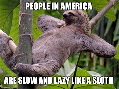 Lazy Sloth Imgflip