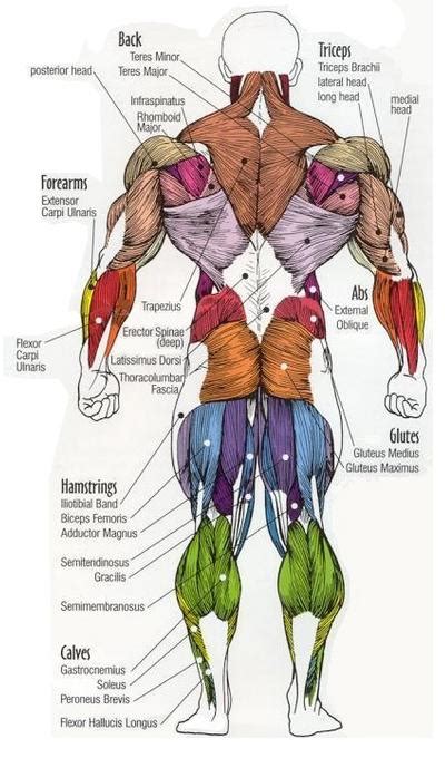 Each exercise are color coded within the anatomical illustrations that accompany the exercises to help you develop your mind­ muscle connection. Kettlebell Swing The King Of Exercise | KettleLand.com