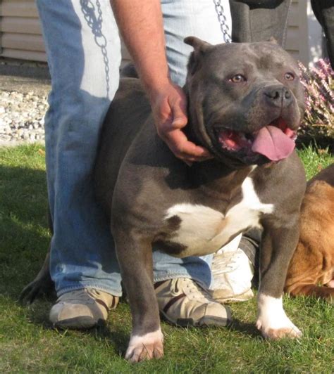 Are you planning to bring a english bulldog puppy to your home and wanted to know the price in india in 2020? Pit Bull Puppies for Sale(VINNIE 1)(10129) | Dogs for Sale ...