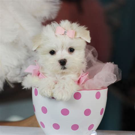 ♥♥♥ Teacup Maltese ♥♥♥ Bring This Perfect Baby Home Today Call 954
